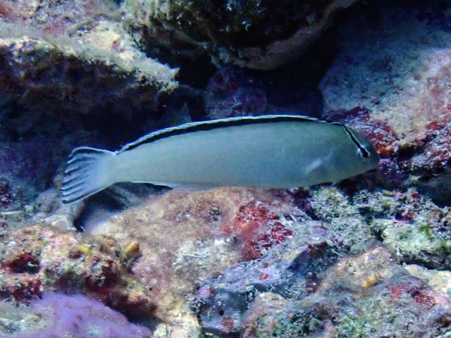 Click to View Smith's Fangblenny<br><span style='font-size:12px'><i>Dave & Rose</i></span>