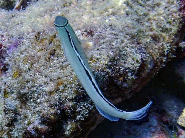 Click to View Smith's Fangblenny<br><span style='font-size:12px'><i>Dave & Rose</i></span>