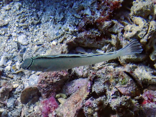 Click to View Smith's Fangblenny<br><span style='font-size:12px'><i>Dave & Rose</i></span>