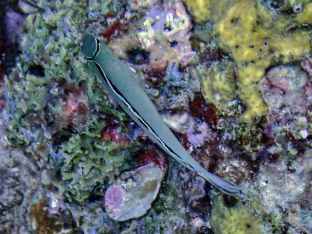 Click to View Smith's Fangblenny<br><span style='font-size:12px'><i>Dave & Rose</i></span>