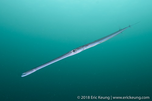Click to View Smooth Cornetfish<br><span style='font-size:12px'><i>Fishbase</i></span>