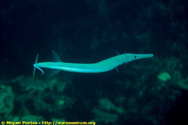 Click to View Smooth Cornetfish<br><span style='font-size:12px'><i>Fishbase</i></span>