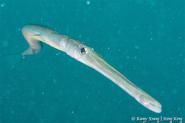 Click to View Smooth Cornetfish<br><span style='font-size:12px'><i>Fishbase</i></span>