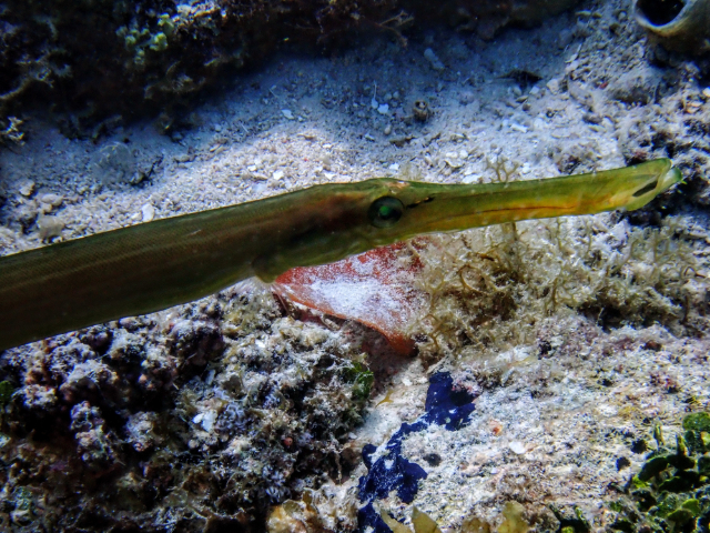 Click to View Smooth Cornetfish<br><span style='font-size:12px'><i>Dave & Rose</i></span>