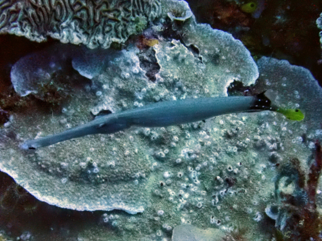 Smooth Cornetfish Smooth Cornetfish<br><span style='font-size:12px'><i>Dave & Rose</i>  Philippines  4th May 2026</span>