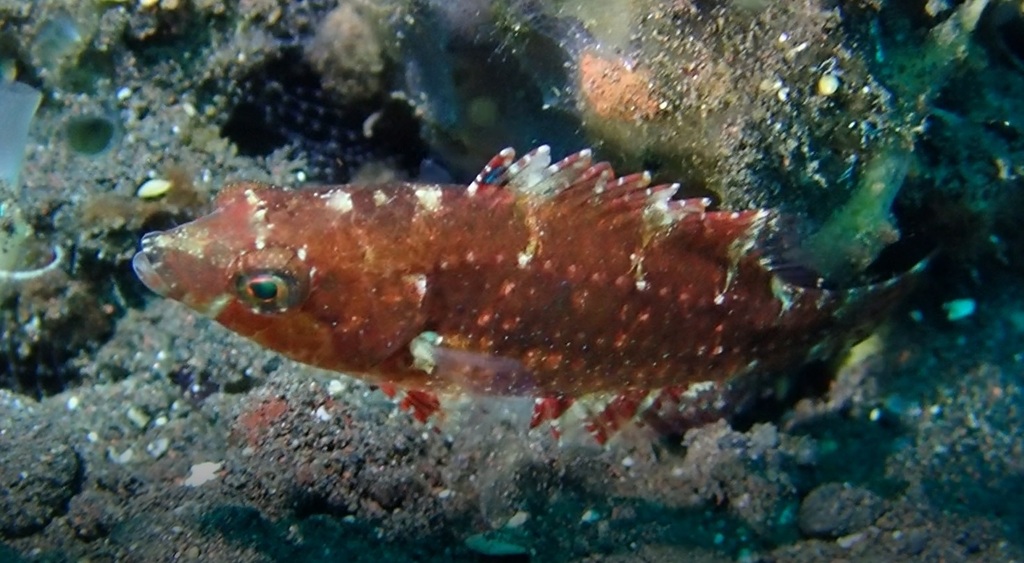 Click to View Snooty Wrasse<br><span style='font-size:12px'><i>iNaturalist</i></span>