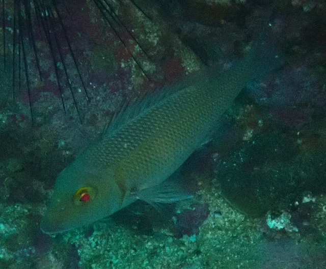 Click to View Snubnose Emperor<br><span style='font-size:12px'><i>Dave & Rose</i></span>