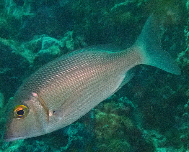 Click to View Snubnose Emperor<br><span style='font-size:12px'><i>Dave & Rose</i></span>