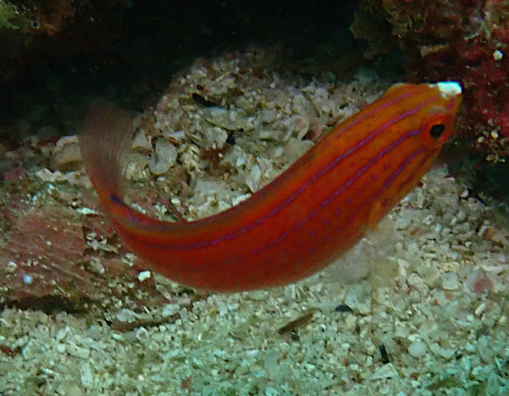 Click to View Social Wrasse IP ♀️<br><span style='font-size:12px'><i>Dave & Rose</i></span>