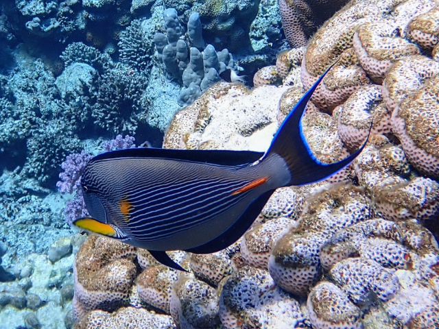 Click to View Sohal Surgeonfish<br><span style='font-size:12px'><i>Dave & Rose</i></span>