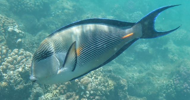 Click to View Sohal Surgeonfish<br><span style='font-size:12px'><i>Dave & Rose</i></span>