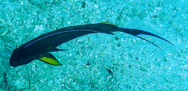 Click to View Sohal Surgeonfish<br><span style='font-size:12px'><i>Dave & Rose</i></span>