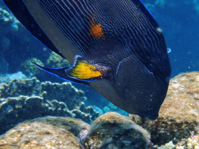 Click to View Sohal Surgeonfish<br><span style='font-size:12px'><i>Dave & Rose</i></span>