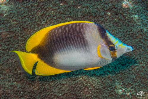 Click to View Somali Butterflyfish<br><span style='font-size:12px'><i>iNaturalist</i></span>