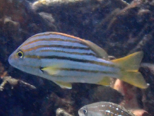Spanish Flag Snapper<br><span style='font-size:12px'><i>Dave & Rose</i>&nbsp&nbspPhilippines&nbsp&nbsp26th Apr 2026</span>
