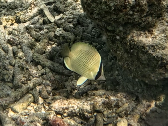 Speckled Butterflyfish<br><span style='font-size:12px'><i>Dave & Rose</i>&nbsp&nbspMaldives&nbsp&nbsp12th Jan 2026</span>