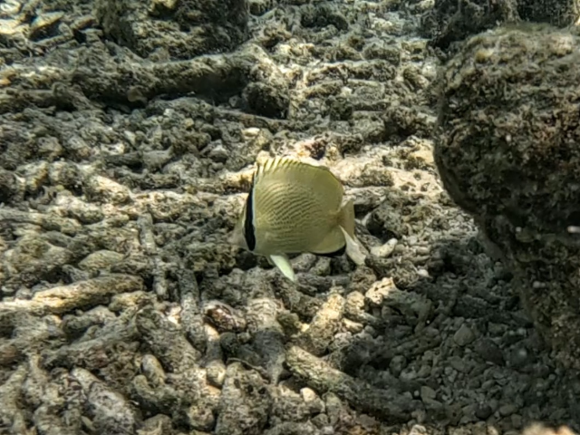 Speckled Butterflyfish<br><span style='font-size:12px'><i>Dave & Rose</i></span>