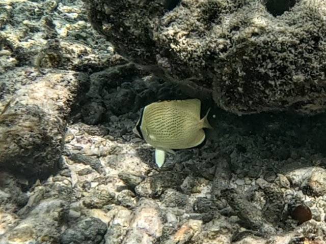 Speckled Butterflyfish<br><span style='font-size:12px'><i>Dave & Rose</i></span>