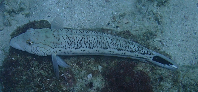 Click to View Speckled Sandperch<br><span style='font-size:12px'><i>Dave & Rose</i></span>