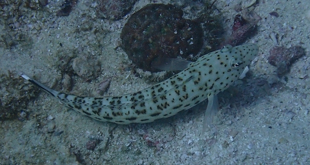 Click to View Speckled Sandperch<br><span style='font-size:12px'><i>Dave & Rose</i></span>