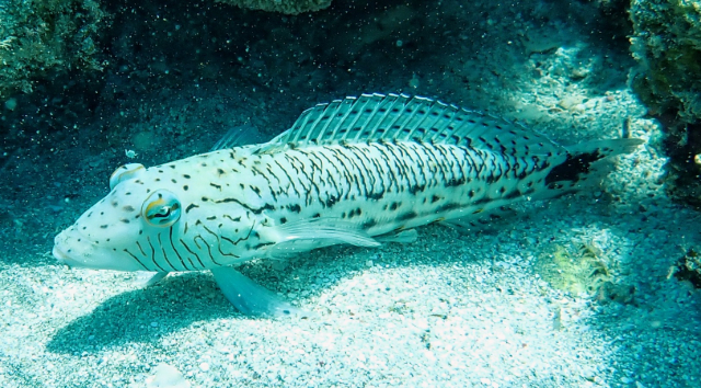 Click to View Speckled Sandperch<br><span style='font-size:12px'><i>Dave & Rose</i></span>