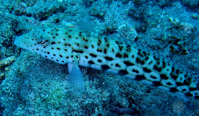 Click to View Speckled Sandperch<br><span style='font-size:12px'><i>Dave & Rose</i></span>