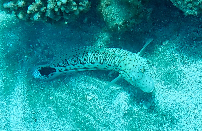 Click to View Speckled Sandperch<br><span style='font-size:12px'><i>Dave & Rose</i></span>