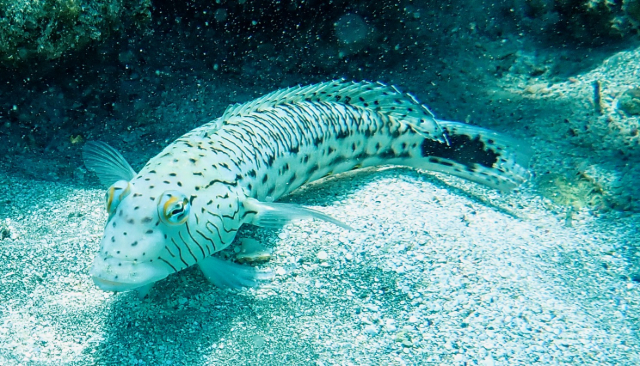 Click to View Speckled Sandperch<br><span style='font-size:12px'><i>Dave & Rose</i></span>