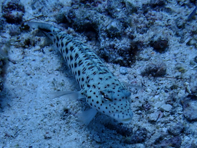 Click to View Speckled Sandperch<br><span style='font-size:12px'><i>Dave & Rose</i></span>