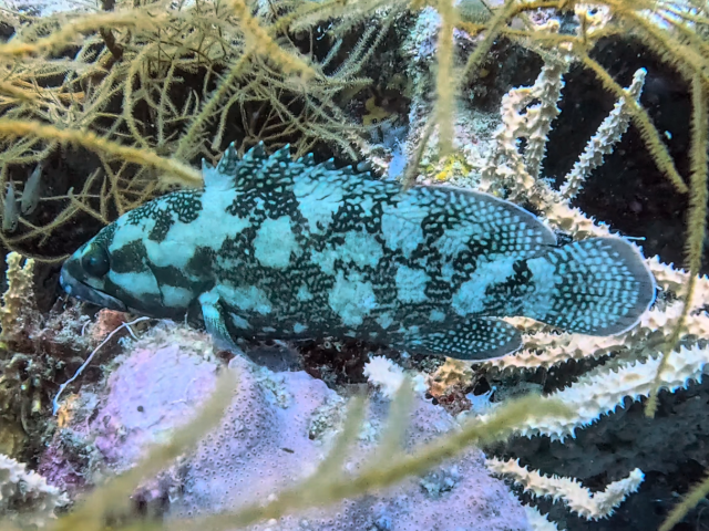 Specklefin Grouper<br><span style='font-size:12px'><i>Dave & Rose</i>&nbsp&nbspPhilippines&nbsp&nbsp26th Apr 2026</span>