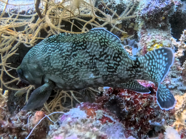 Specklefin Grouper<br><span style='font-size:12px'><i>Dave & Rose</i></span>