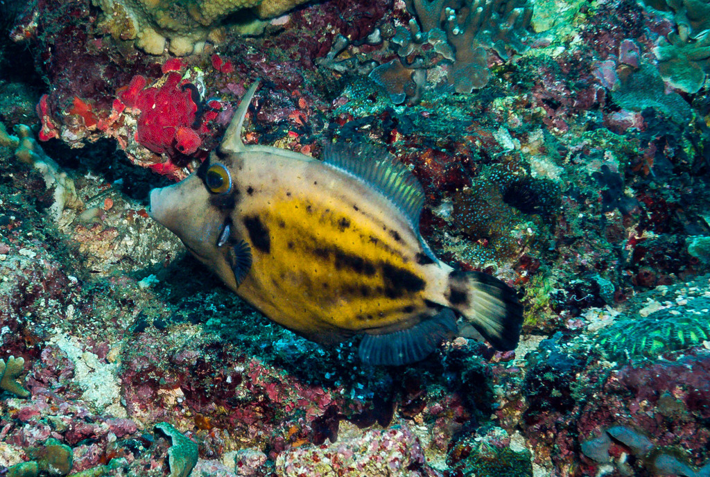 Click to View Spectacled Filefish<br><span style='font-size:12px'><i>iNaturalist</i></span>