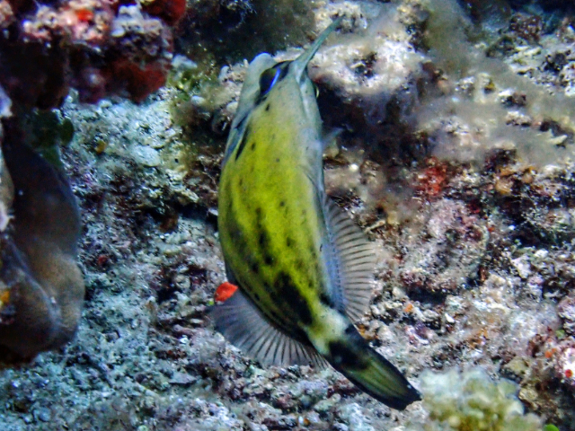 Spectacled Filefish<br><span style='font-size:12px'><i>Dave & Rose</i></span>