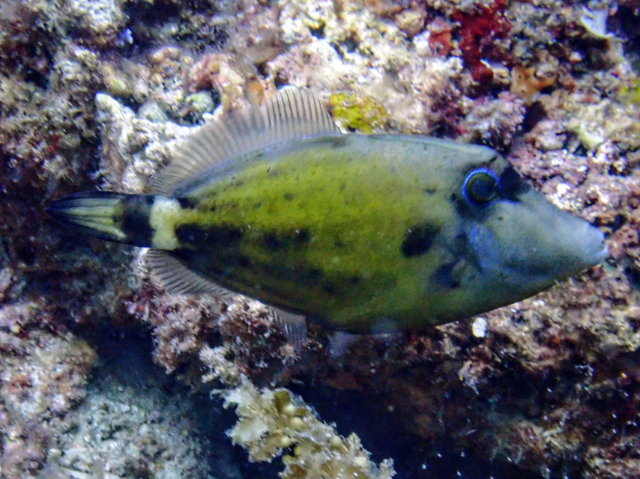 Spectacled Filefish<br><span style='font-size:12px'><i>Dave & Rose</i>&nbsp&nbspPhilippines&nbsp&nbsp2nd May 2026</span>