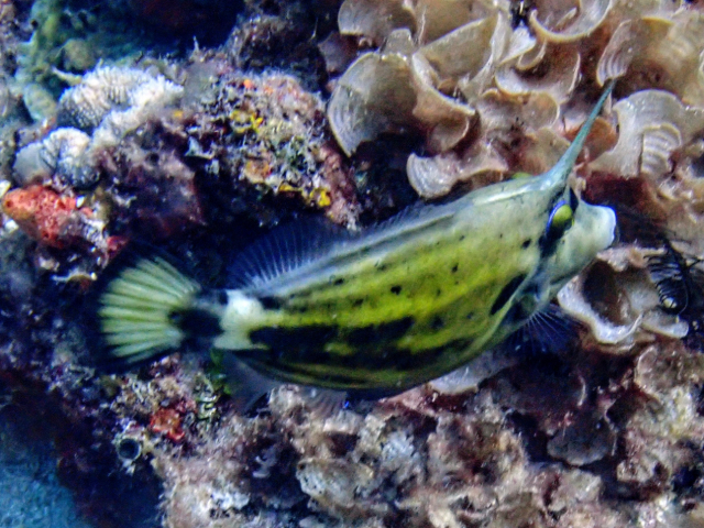 Spectacled Filefish<br><span style='font-size:12px'><i>Dave & Rose</i></span>