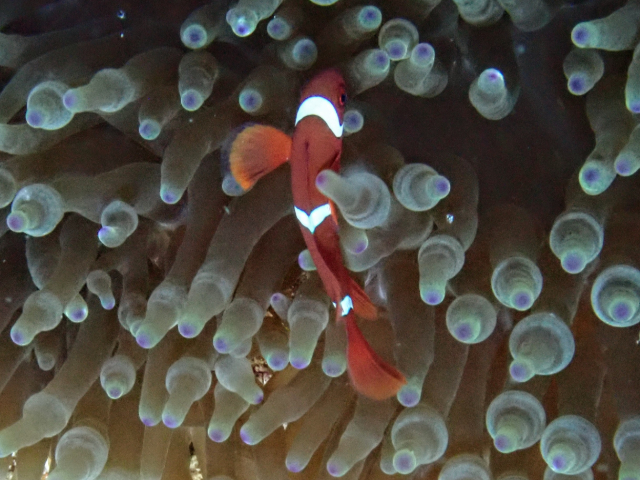 Spinecheek Anemonefish<br><span style='font-size:12px'><i>Dave & Rose</i>&nbsp&nbspPhilippines&nbsp&nbsp2nd May 2026</span>