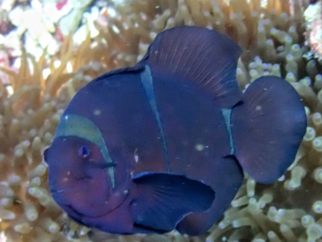 Spinecheek Anemonefish<br><span style='font-size:12px'><i>Dave & Rose</i></span>