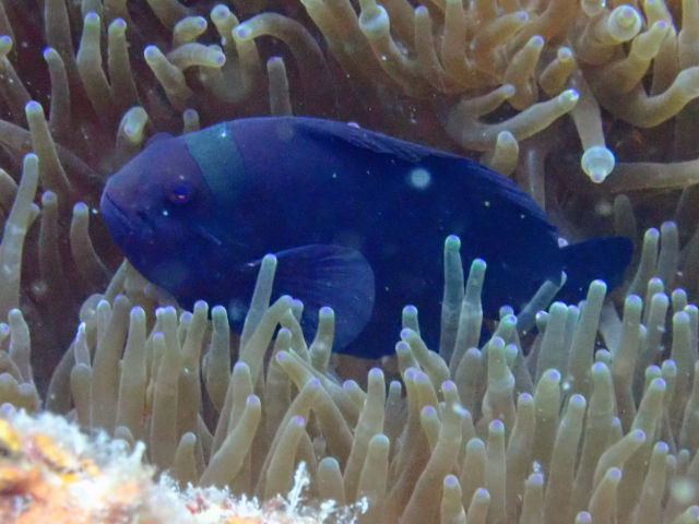 Spinecheek Anemonefish<br><span style='font-size:12px'><i>Dave & Rose</i></span>