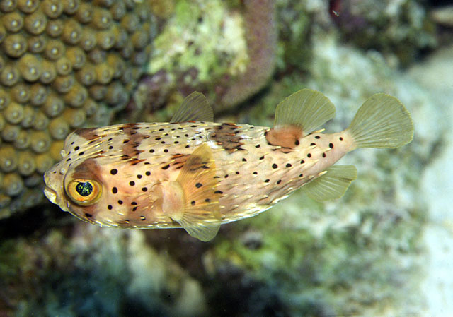 Click to View Spiny Balloonfish<br><span style='font-size:12px'><i>Fishbase</i></span>