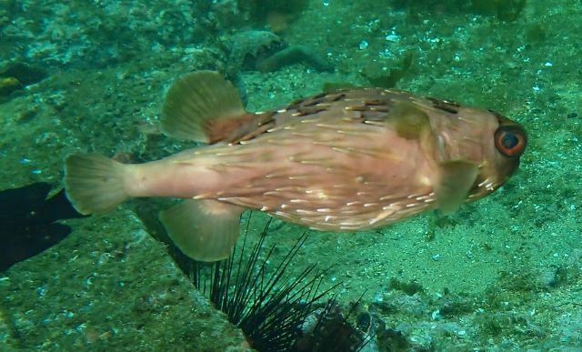 Click to View Spiny Balloonfish<br><span style='font-size:12px'><i>Dave & Rose</i></span>