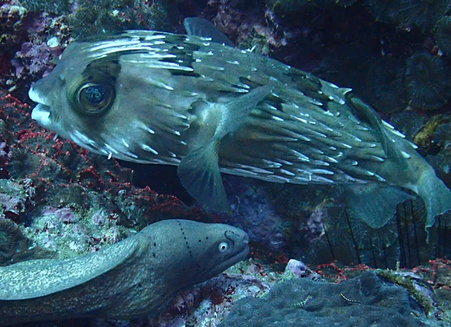 Click to View Spiny Balloonfish<br><span style='font-size:12px'><i>Dave & Rose</i></span>