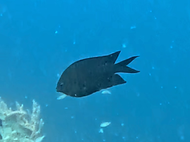 Spiny Chromis<br><span style='font-size:12px'><i>Dave & Rose</i>&nbsp&nbspPhilippines&nbsp&nbsp26th Apr 2026</span>