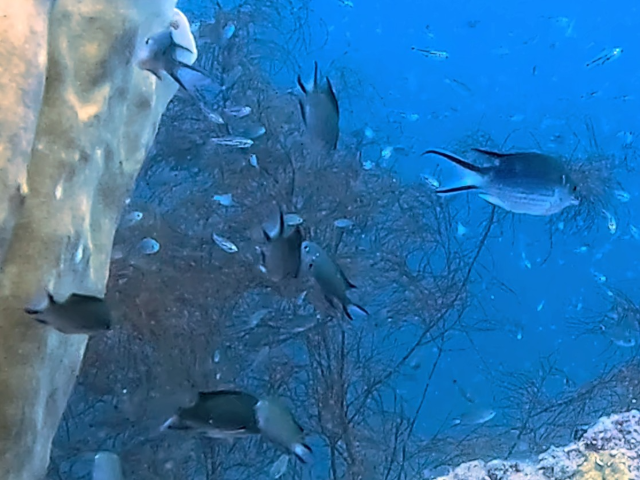 Spiny Chromis<br><span style='font-size:12px'><i>Dave & Rose</i></span>