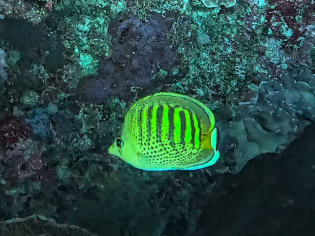 Click to View Spotbanded Butterflyfish<br><span style='font-size:12px'><i>Dave & Rose</i></span>