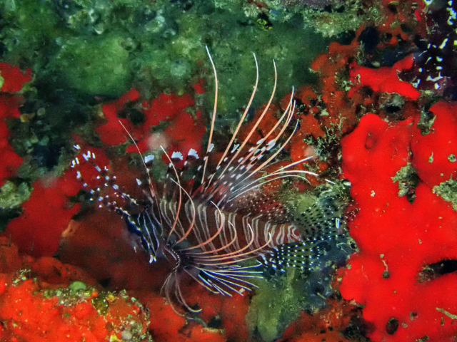 Click to View Spotfin Lionfish<br><span style='font-size:12px'><i>Dave & Rose</i></span>