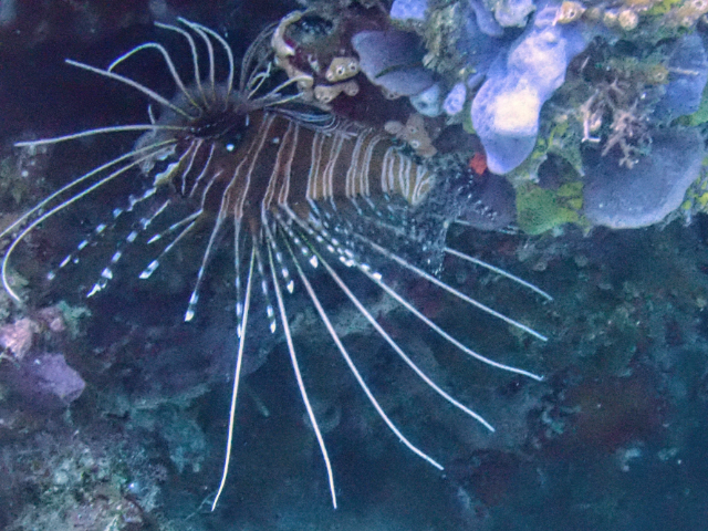 Click to View Clearfin Lionfish<br><span style='font-size:12px'><i>Dave & Rose</i></span>