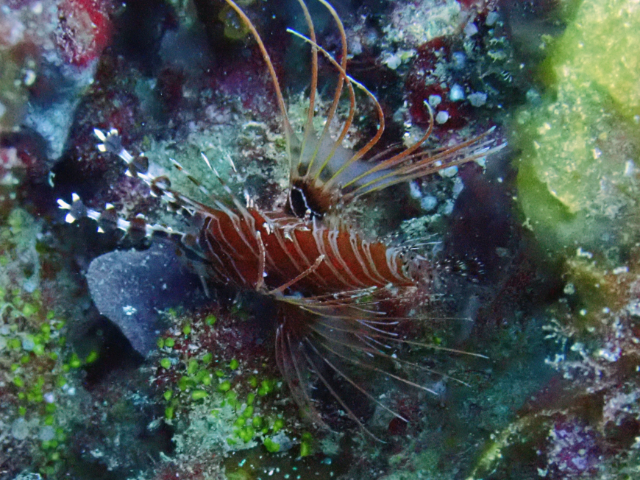 Click to View Spotfin Lionfish<br><span style='font-size:12px'><i>Dave & Rose</i></span>