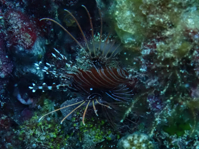 Click to View Spotfin Lionfish<br><span style='font-size:12px'><i>Dave & Rose</i></span>
