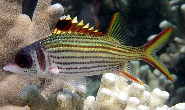 Click to View Spotfin Squirrelfish<br><span style='font-size:12px'><i>Fishbase</i></span>