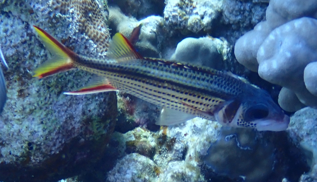 Click to View Spotfin Squirrelfish<br><span style='font-size:12px'><i>Dave & Rose</i></span>